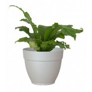 Capri campana 25cm maceta | El Huerto Deitana ®