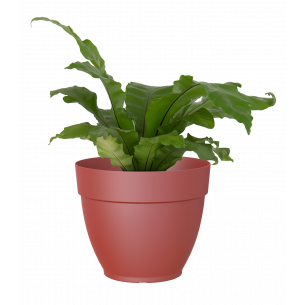 Capri campana 25 cm maceta | El Huerto Deitana ®