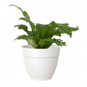 Capri campana 50cm maceta | El Huerto Deitana ®