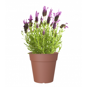 Maceta madagascar | El Huerto Deitana ®