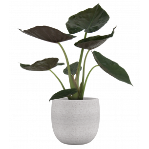 HEMERA 39CM CREMA MACETA