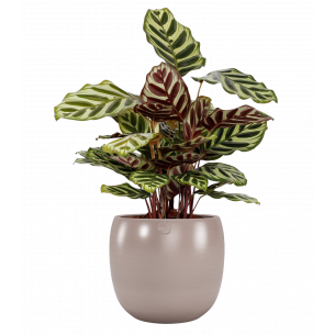 CIBELE 29CM ROSA CLARO MACETA