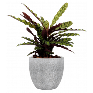 HESTIA 25CM GRIS GRANITO MACETA