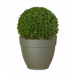 CAPRI CAMPANA 35CM VERDE SECO MACETA