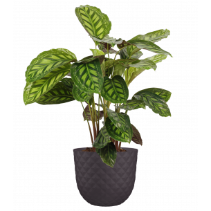 HAVANA TROPICAL 20CM FANGO GRIS MACETA