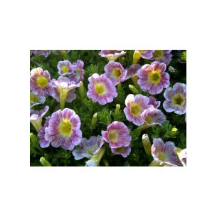 PETUNIA HYBRIDA TARRINA (SURFINIA)