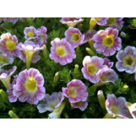 PETUNIA HYBRIDA TARRINA (SURFINIA)