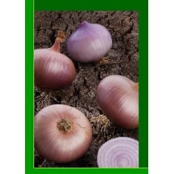 Cebolla colorada de Figueras (Ramiro Arnedo)