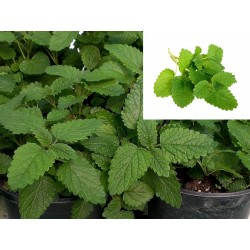 MELISSA OFFICINALIS (Maceta de 14cm de Ø)