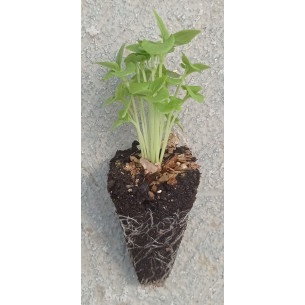 ALBAHACA DE HOJA FINA