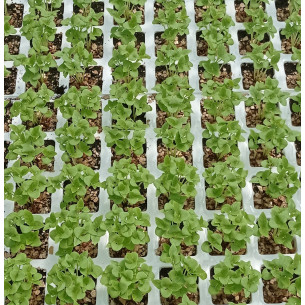 copy of BROAD-LEAF BASIL M13 SF