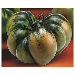 PLANTAS DE TOMATE RAF