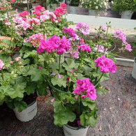 GITANILLA 1L (PELARGONIUM PELTATUM)