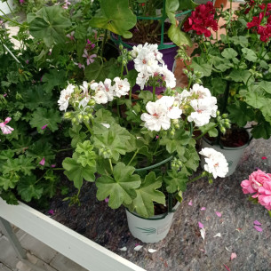 GITANILLA 1L (PELARGONIUM PELTATUM)