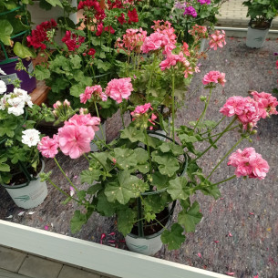 GITANILLA 1L (PELARGONIUM PELTATUM)