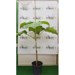 PAULOWNIA TOMENTOSA (Paulonia imperial) | El Huerto Deitana ®