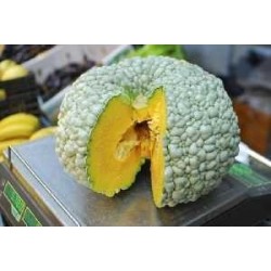 PLANTAS DE CALABAZA TOTANERA