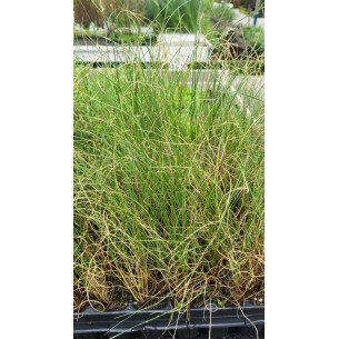 Stipa Tenacisiima (Esparto) | El Huerto Deitana ®