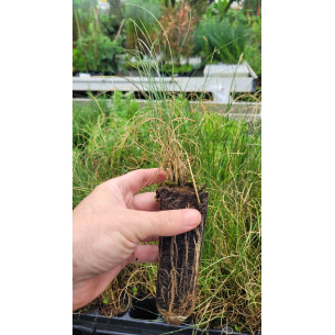 Stipa Tenacisiima (Esparto) | El Huerto Deitana ®
