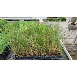 Stipa Tenacisiima (Esparto) | El Huerto Deitana ®