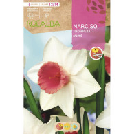 NARCISO TROMPETA SALOME -BLANCO ROSA