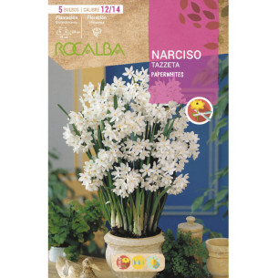 NARCISO TAZZETA PAPERWHITES -BLANCO