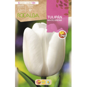 TULIPÁN WHITE DREAM -BLANCO PURO