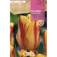 TULIPAN WASHINGTON -AMARILLO FLAMBEADO ROJO