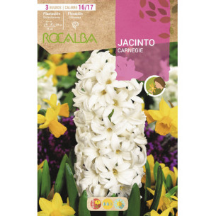 JACINTO CARNEGIE -BLANCO