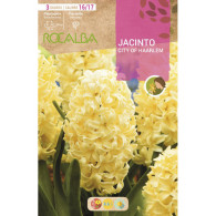 JACINTO CITY OF HAARLEM -AMARILLO