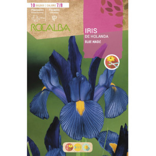 IRIS BLUE MAGIC -AZUL INTENSO