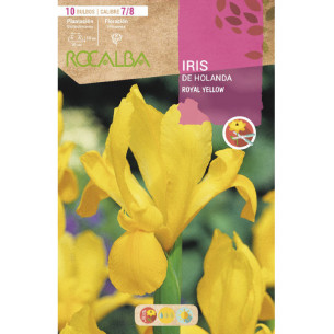 IRIS ROYAL YELLOW -AMARILLO