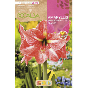 AMARYLLIS -ROSA ESTRIADO DE BLANCO