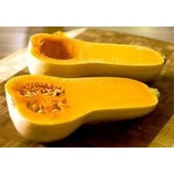 Plantas de calabaza Waltham - Comprar planta calabaza Waltham