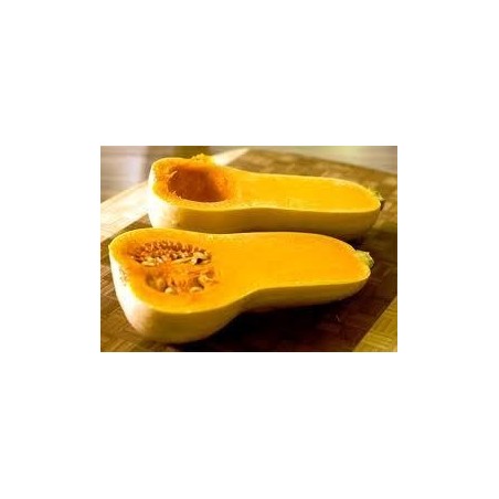 Plantas de calabaza Waltham - Comprar planta calabaza Waltham