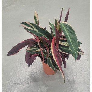 CALATEA - CALATHEA C14