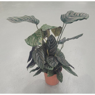 CALATEA - CALATHEA C14