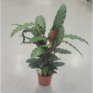 CALATEA - CALATHEA C14