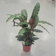 CALATEA - CALATHEA C14