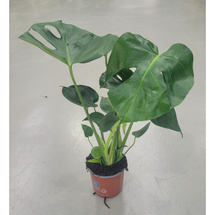Monstera| El Huerto Deitana ® Monstera| El Huerto Deitana ®