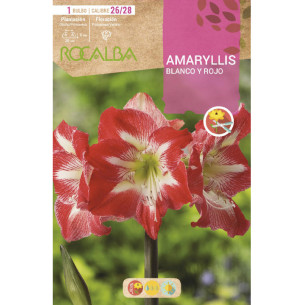 copy of NARCISO TROMPETA GOLDEN HARVEST -AMARILLO