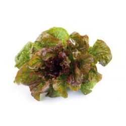 PLANTAS DE LECHUGA MARAVILLA DE VERANO (ROJA)