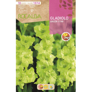GLADIOLO GREEN STAR -VERDE
