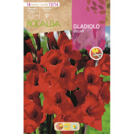GLADIOLO OSCAR -ROJO OSCURO