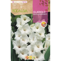 GLADIOLO WHITE PROSPERITY -BLANCO