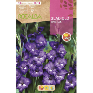 GLADIOLO BLUE ISLE -AZUL OSCURO