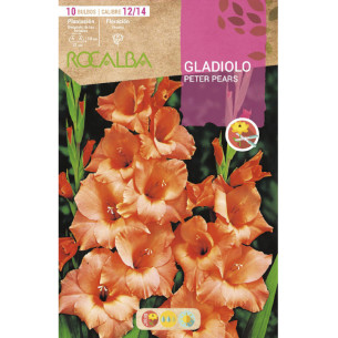 copy of NARCISO TROMPETA GOLDEN HARVEST -AMARILLO