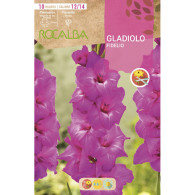 GLADIOLO FIDELIO -LILA