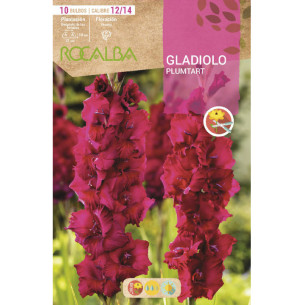 copy of NARCISO TROMPETA GOLDEN HARVEST -AMARILLO