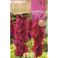 GLADIOLO PLUMTART -PURPURA